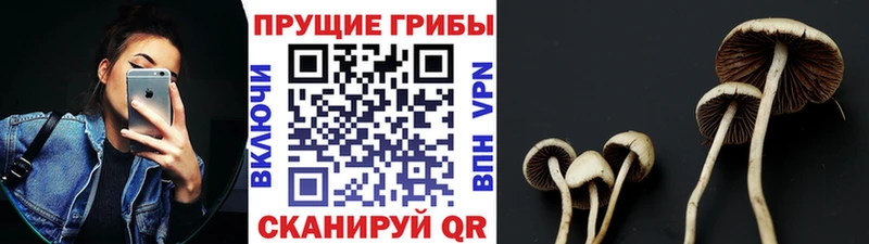 Купить  Видное  Псилоцибиновые грибы ЛСД 